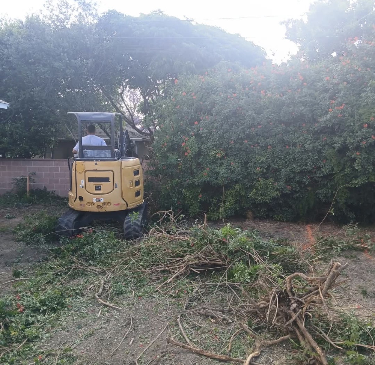 Before: overgrown bushes